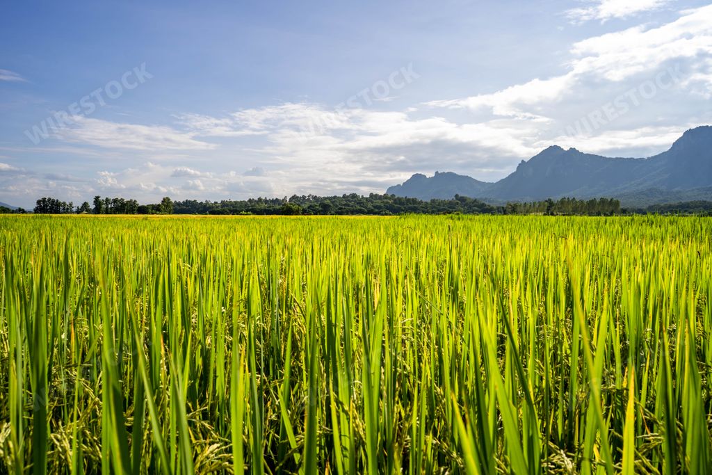 A rice paddy field against mountainscape and tiny cloud sky.