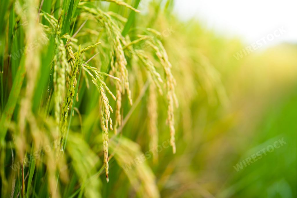 A beautiful ripe rice paddy field background in Chiangmai Thailand.