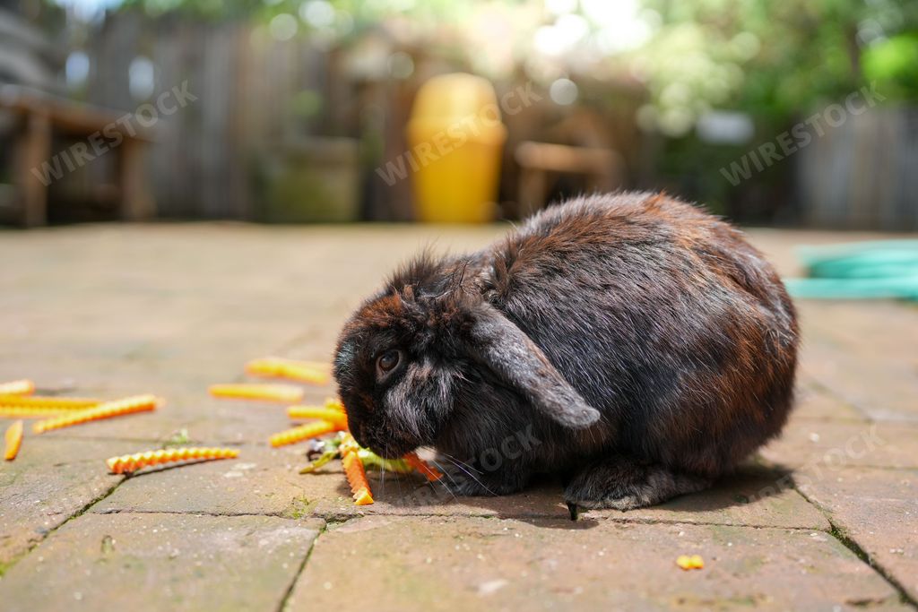 A closeup of a black rabbit eating a carrot outdoors