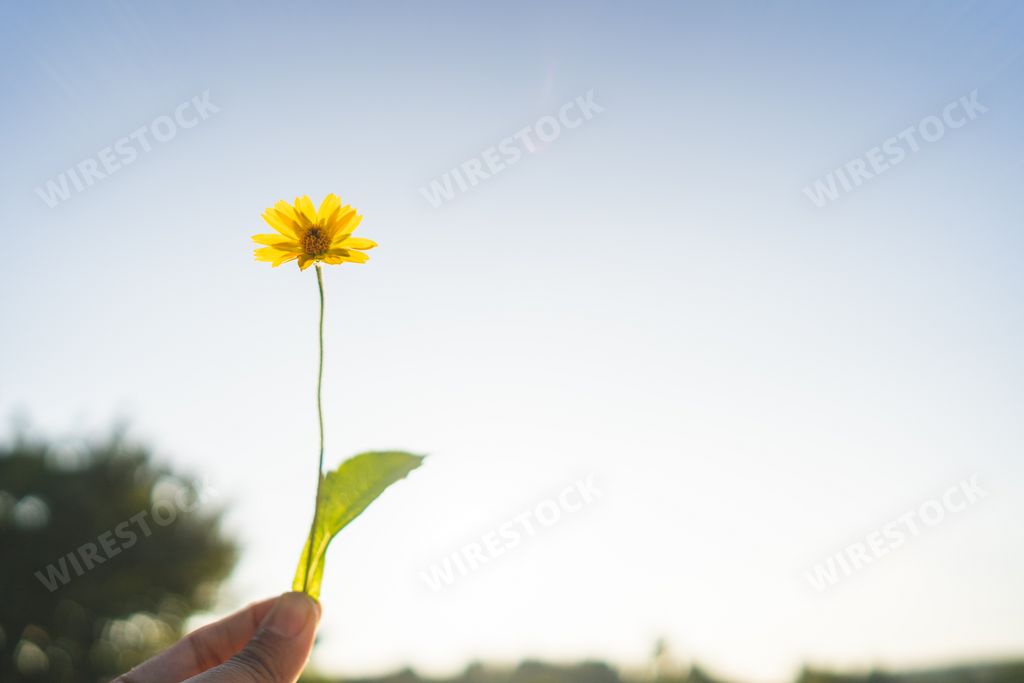 A bright yellow flower on a long stem in the light blue sky background