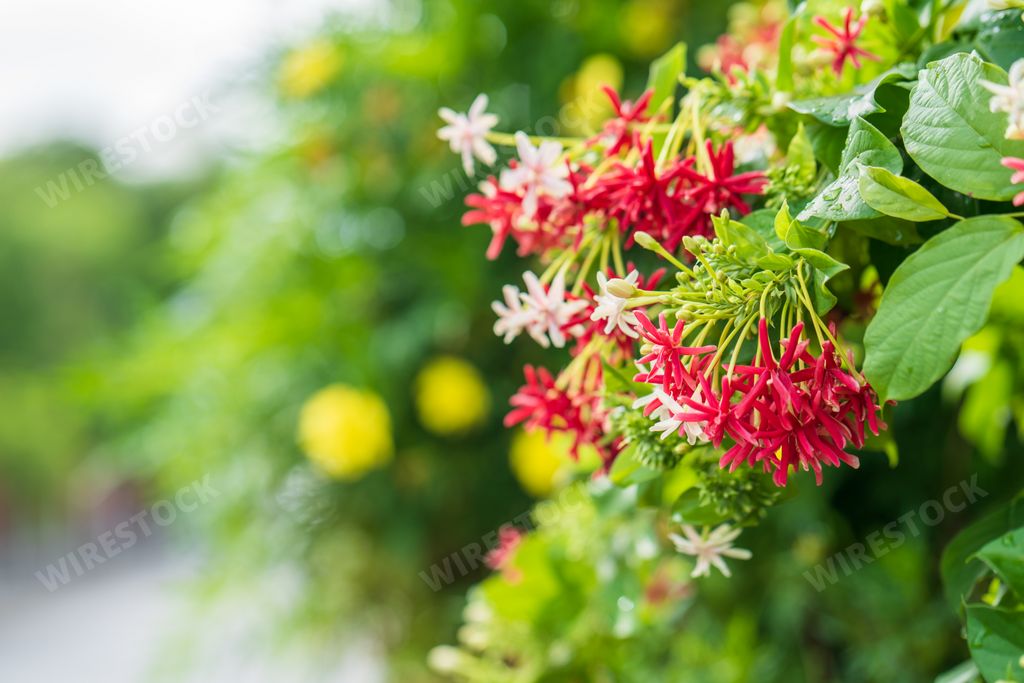 A closeup shot of blooming Rangoon creeper plants