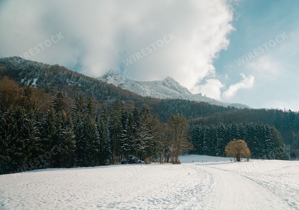 An idealistic winter scene featuring a small hillside covered in evergreen trees blanketed in a layer of glimmering snow
