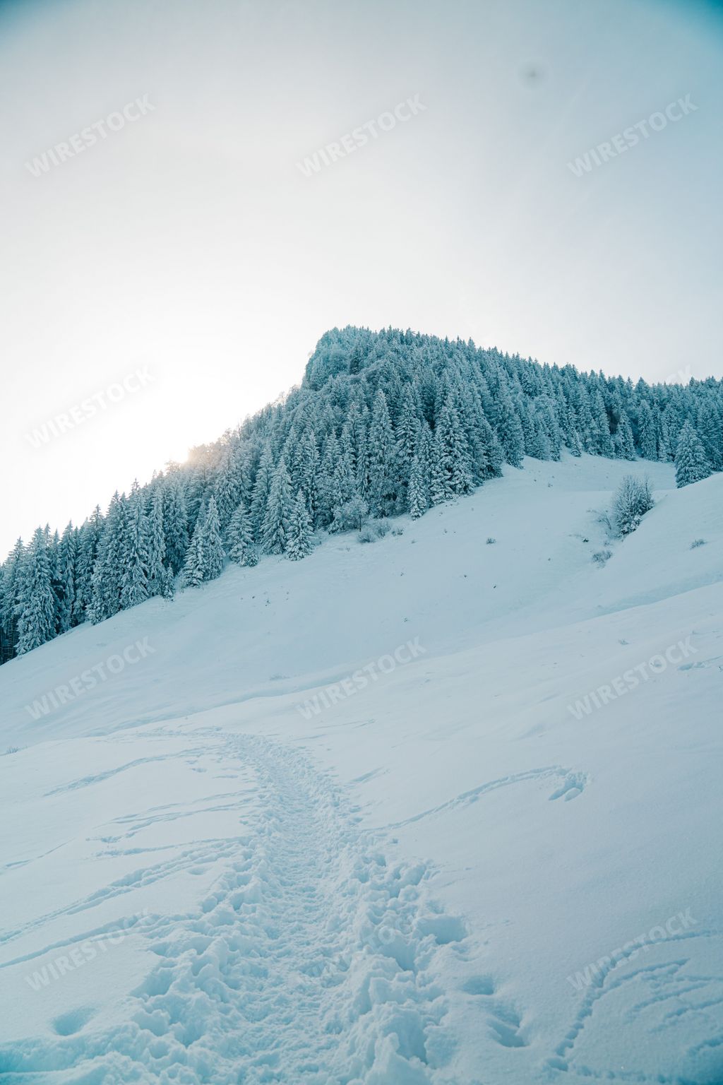 An idealistic winter scene featuring a small hillside covered in evergreen trees blanketed in a layer of glimmering snow