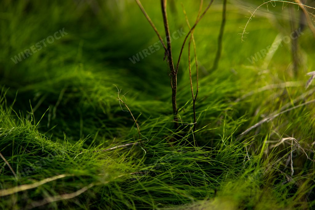 A closeup of lush grasses at a field with several twigs