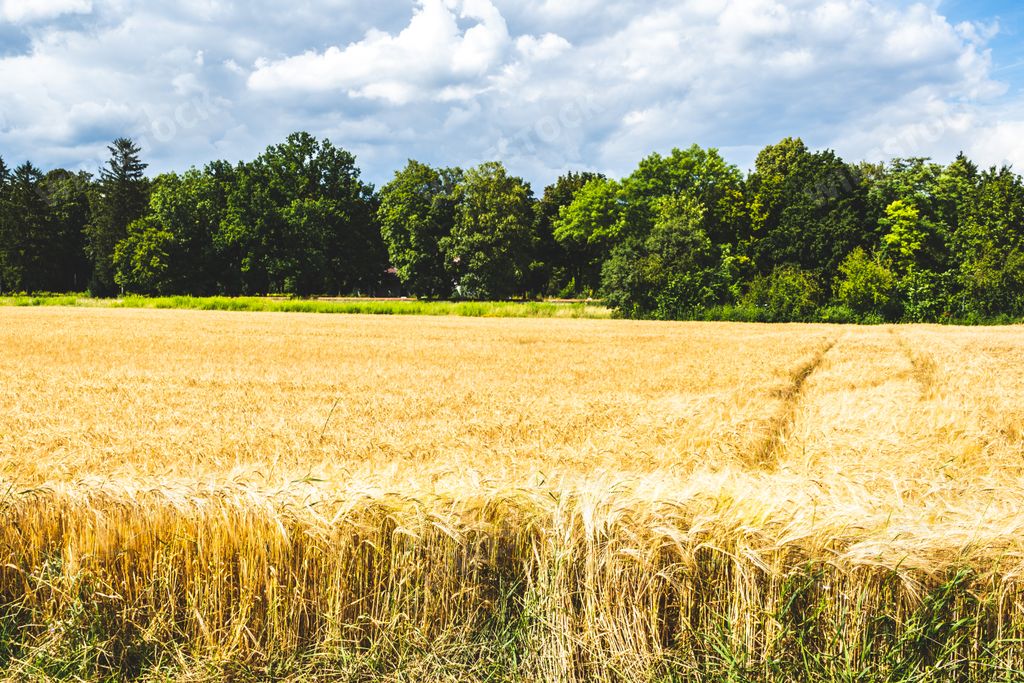 A beautiful view of a golden wheat field against the green tree chain on a fine day
