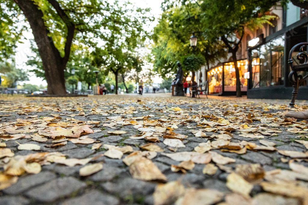 A closeup of the pavement covered in autumnal foliage with lush greenery around it