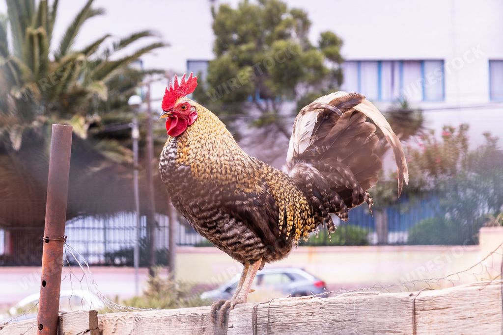 A close-up shot of a rooster standing on a wooden fence with the background of buildings