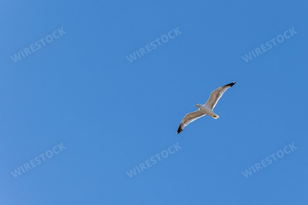 A seagull flying in the sky above the blue ocean