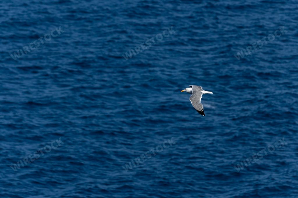 A seagull flying in the sky above the blue ocean