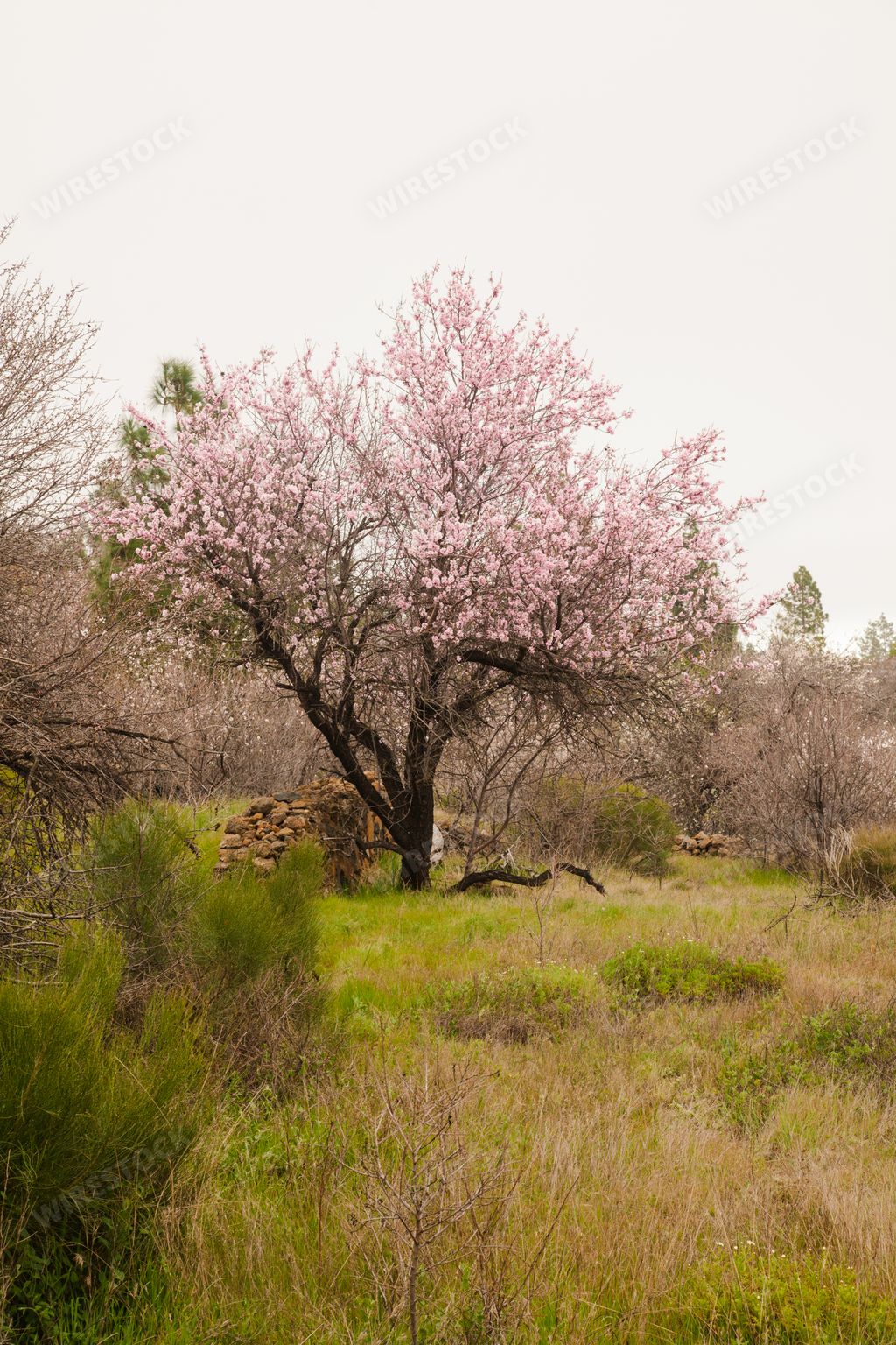 A blooming fruit tree in a field