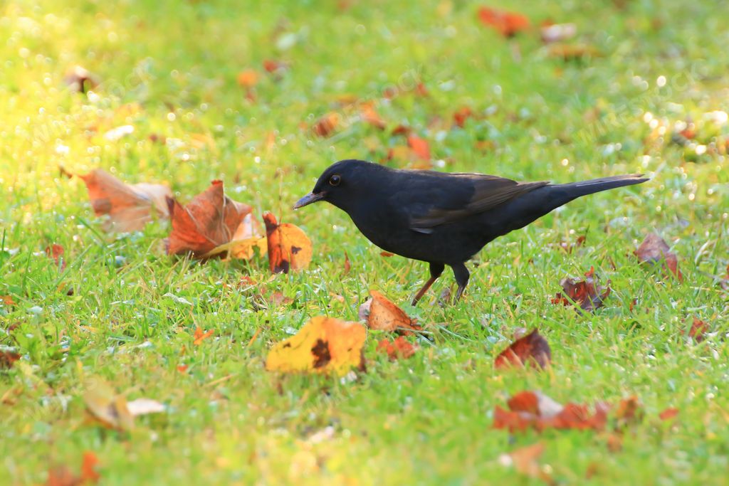 A closeup photo of a Common Blackbird (Turdus merula) Eurasian Blackbird
