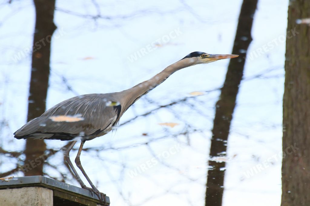 A closeup of the long-necked gray heron side view in the autumn season
