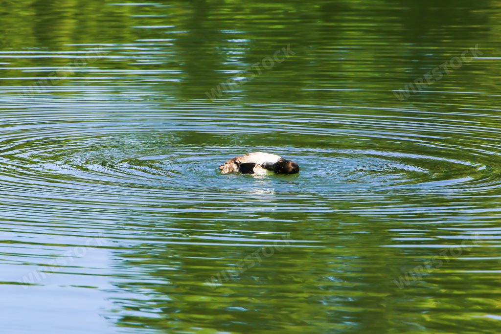 A wild duck diving into the water. Wildlife on Danube river near Regensburg city, Germany.