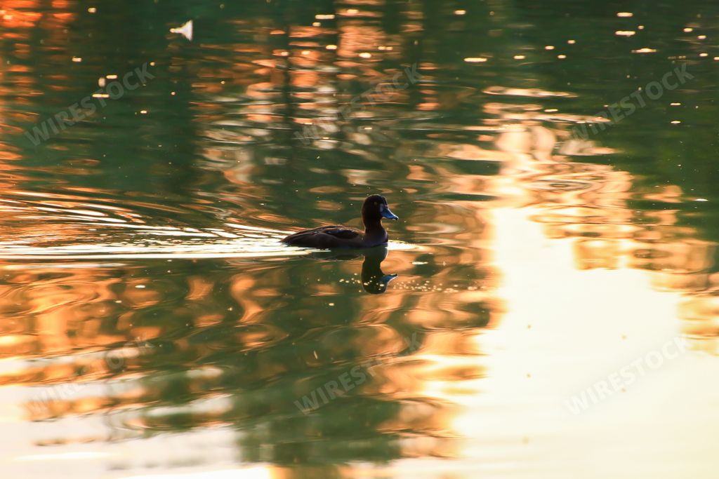 wild goose floating on the evening lake while the golden light is reflected on the beautiful water surface.