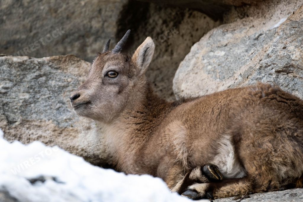 A closeup shot of Alpine ibex baby (Capra ibex)