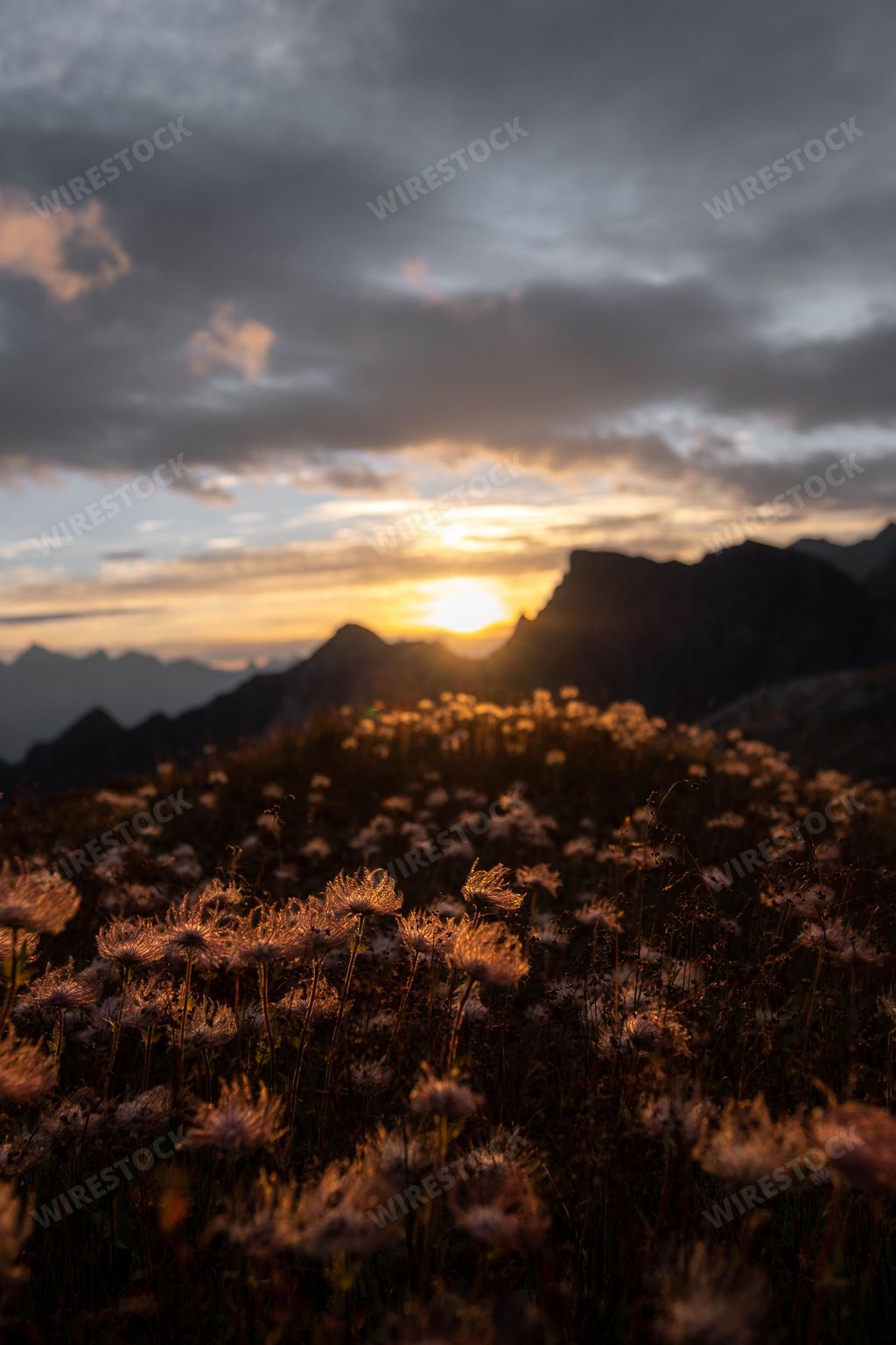 A closeup of blooming flowers in background of mountains during sunset