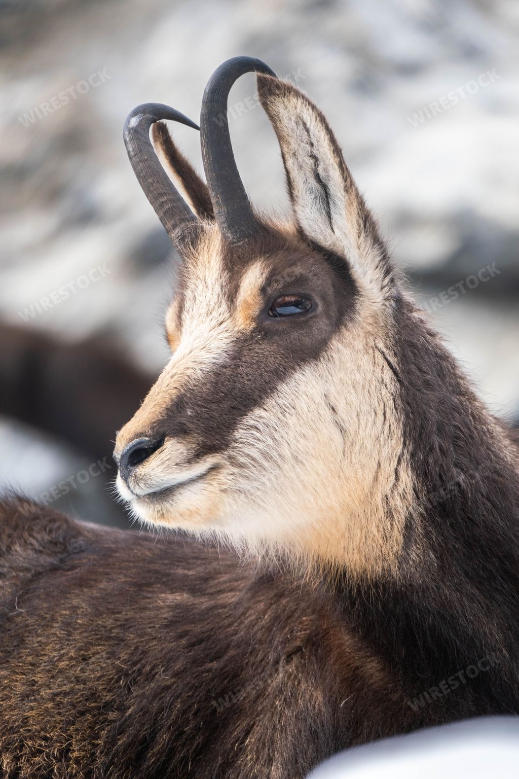 A closeup shot of Tatra Chamois (Rupicapra rupicapra tatrica)
