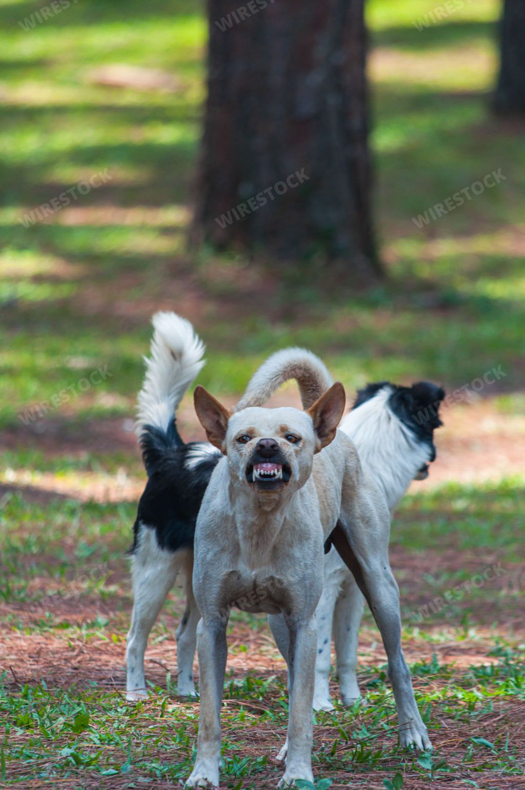 A vertical portrait of an Aspin dog barking standing with other dogs outdoors in a park