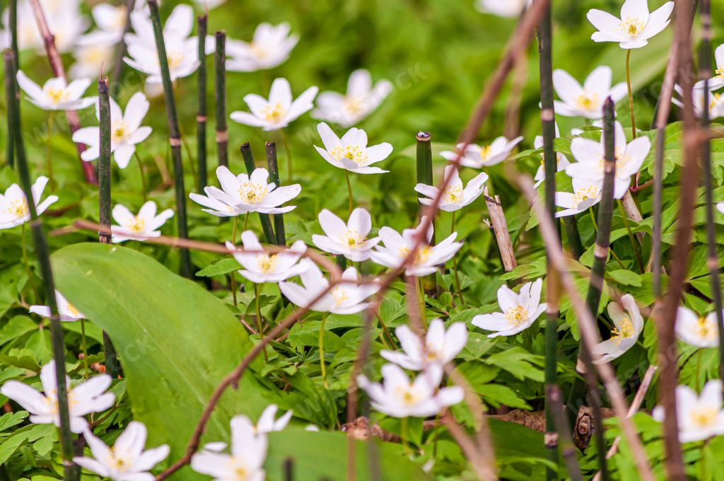 A beautiful field of white wood anemone flowers at Les Grangettes Natural Reserve, Villeneuve, Switzerland
