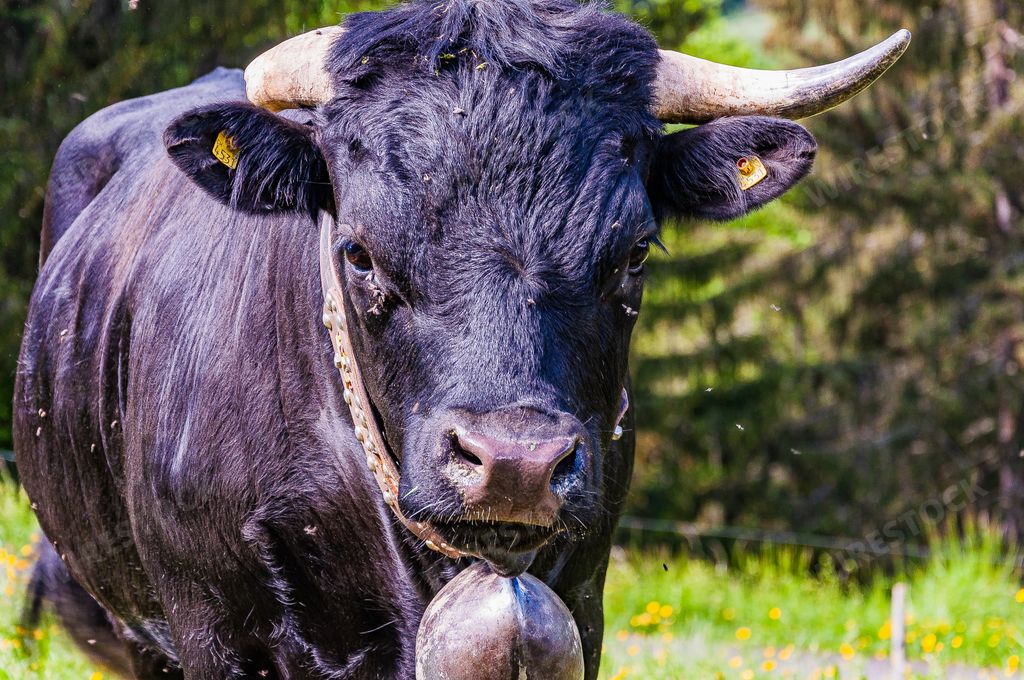 A closeup shot of the Swiss cow captured in Col de la Croix in the Swiss Alps