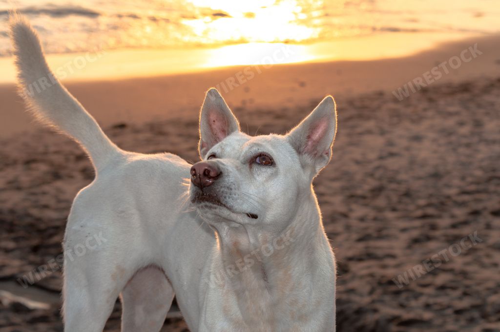 A closeup shot of a cute white Korean jindo dog on the beach, looking up during the sunset