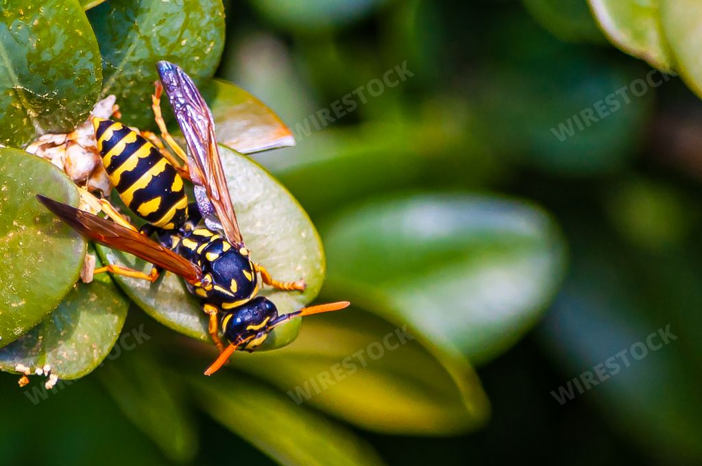 A closeup selective shot of a honey bee sitting on a plant in Les Grangettes Nature Reserve in Switzerland