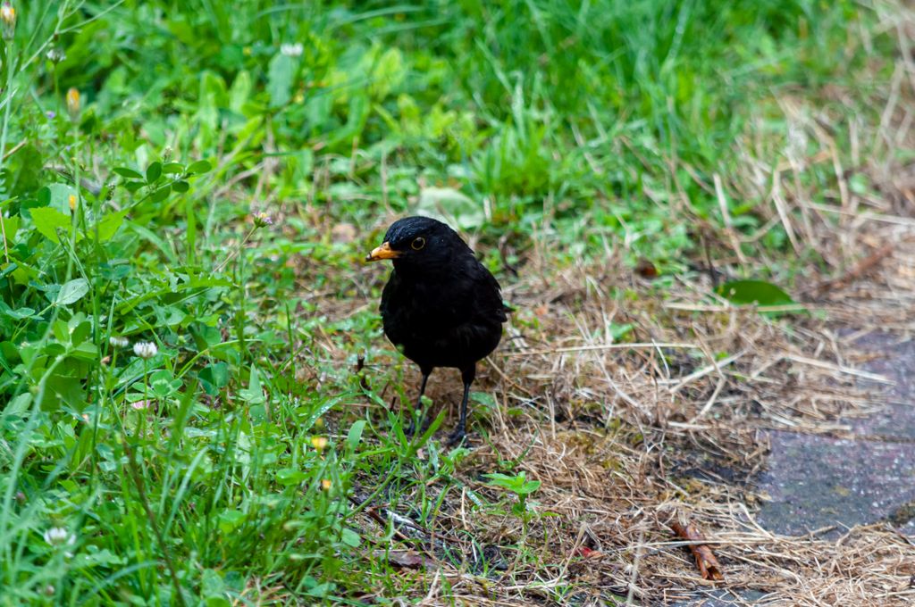 A closeup shot of a Blackbird on the ground among the grass