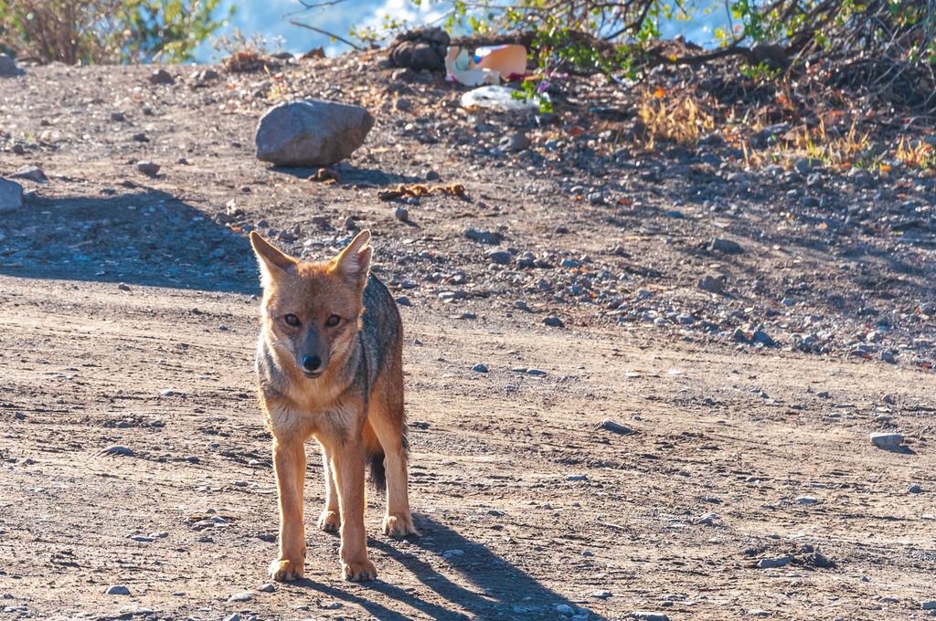 A sly fox looking straight at the camera standing in a rocky area