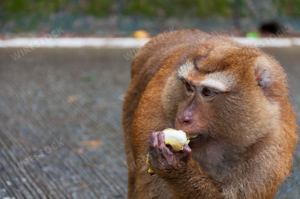 A closeup shot of an adorable monkey eating a banana looking aside on a blurred background