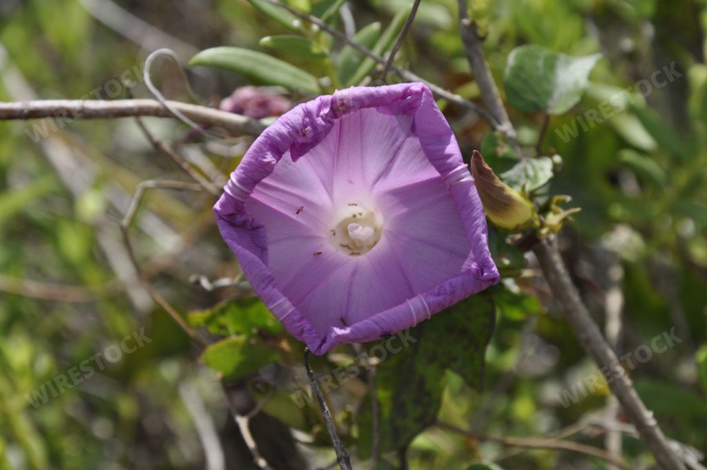 A purple Ruellia simplex flowering plant in Sanibel Island, Miami, USA