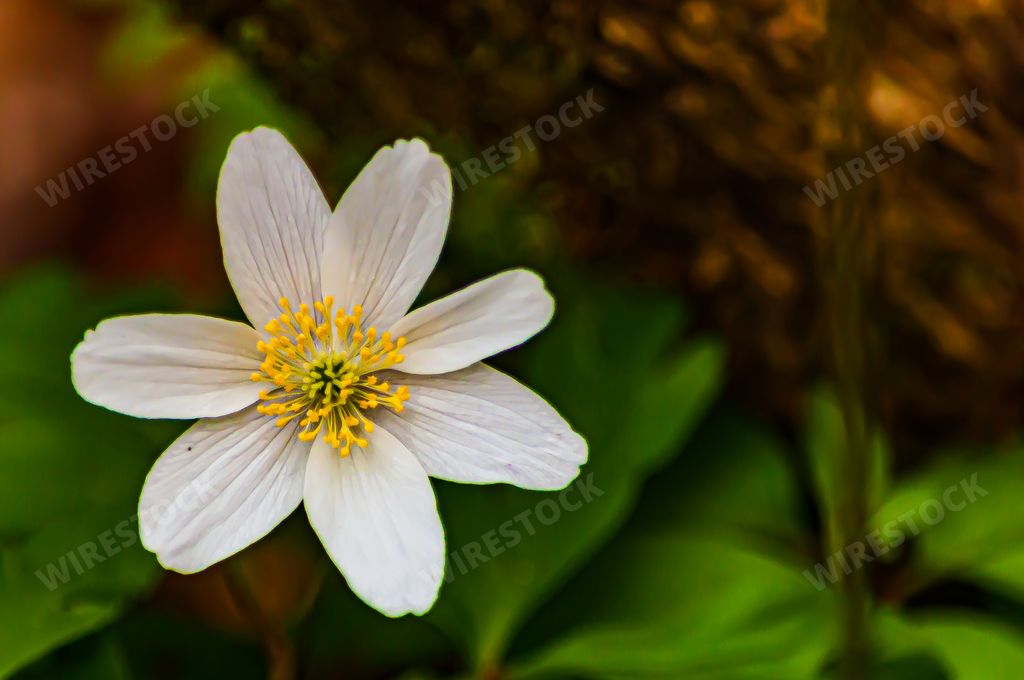 A closeup shot of a windflower in Les Grangettes Nature Reserve in Switzerland with a blurry background