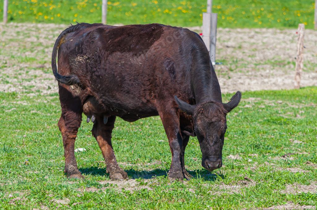 A shot of a dark brown cow grazing on a green meadow,  Rhône Valley,   Les Dents du Midi mountain, Chessel, Aigle, Chablais, Switzerland
