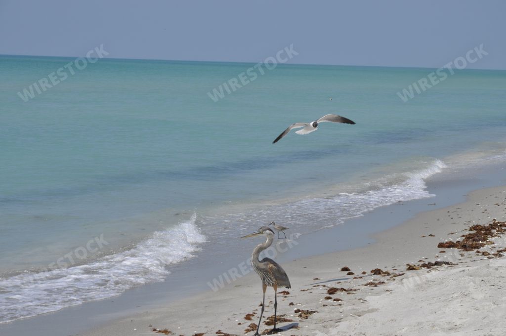 A seagull flying over the beach and two great blue herons standing near the sea waves