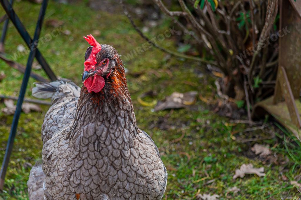 A closeup shot of a Silver Laced Wyandotte hen in Les Grangettes Nature Reserve in Switzerland