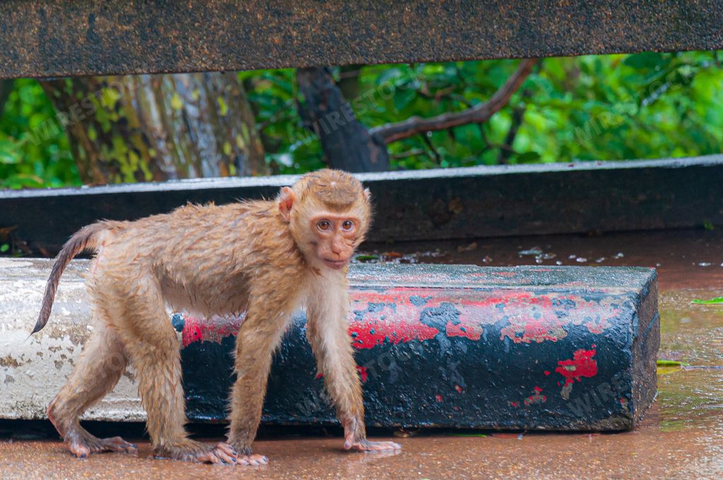 A cute brown monkey with wet fur walking around near a metal fence