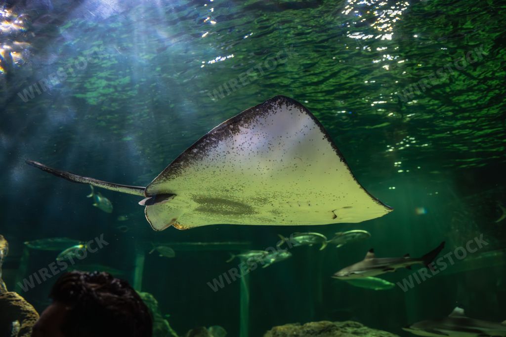 Giant Marine Rays - Underwater Birds Stock photo | Wirestock