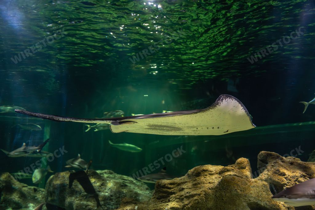 Batoidea is a superorder of cartilaginous fishes, commonly known as rays. They and their close relatives comprise the subclass Elasmobranchii.
