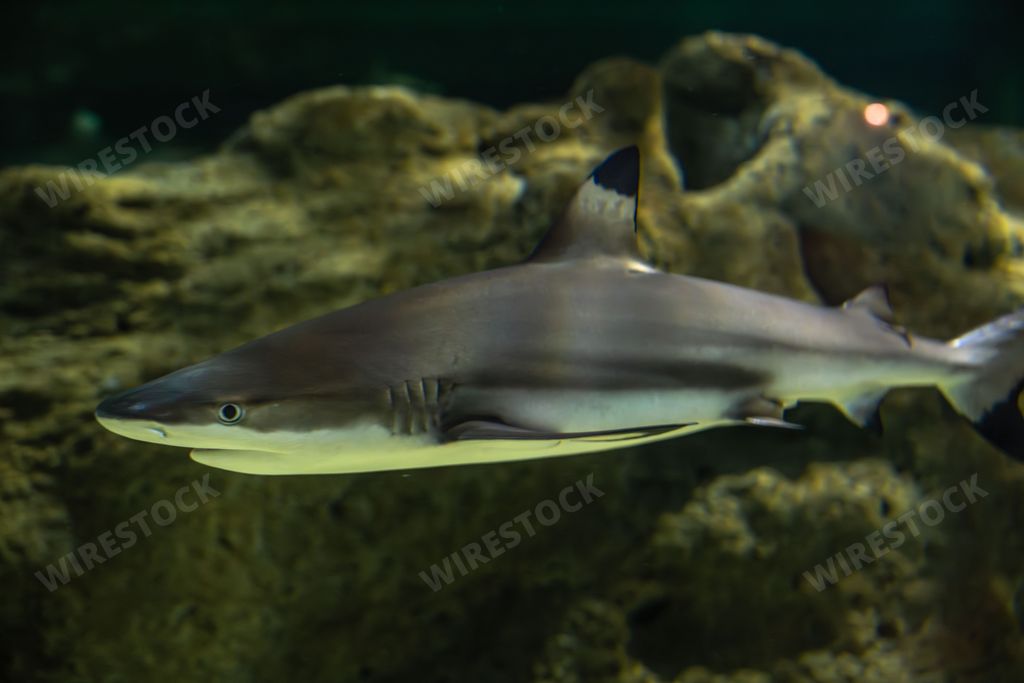 The tiger shark is a species of ground shark, and the only extant member of the genus Galeocerdo and family Galeocerdonidae.