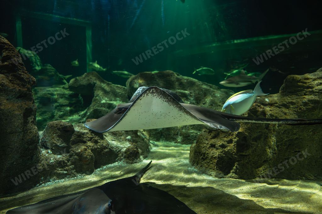 Giant Marine Rays - Underwater Birds Stock photo | Wirestock