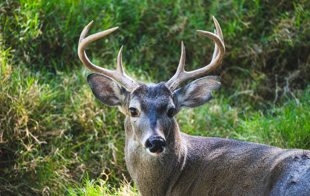 Closeup shots of white tailed deer at the Guadalajara Zoo