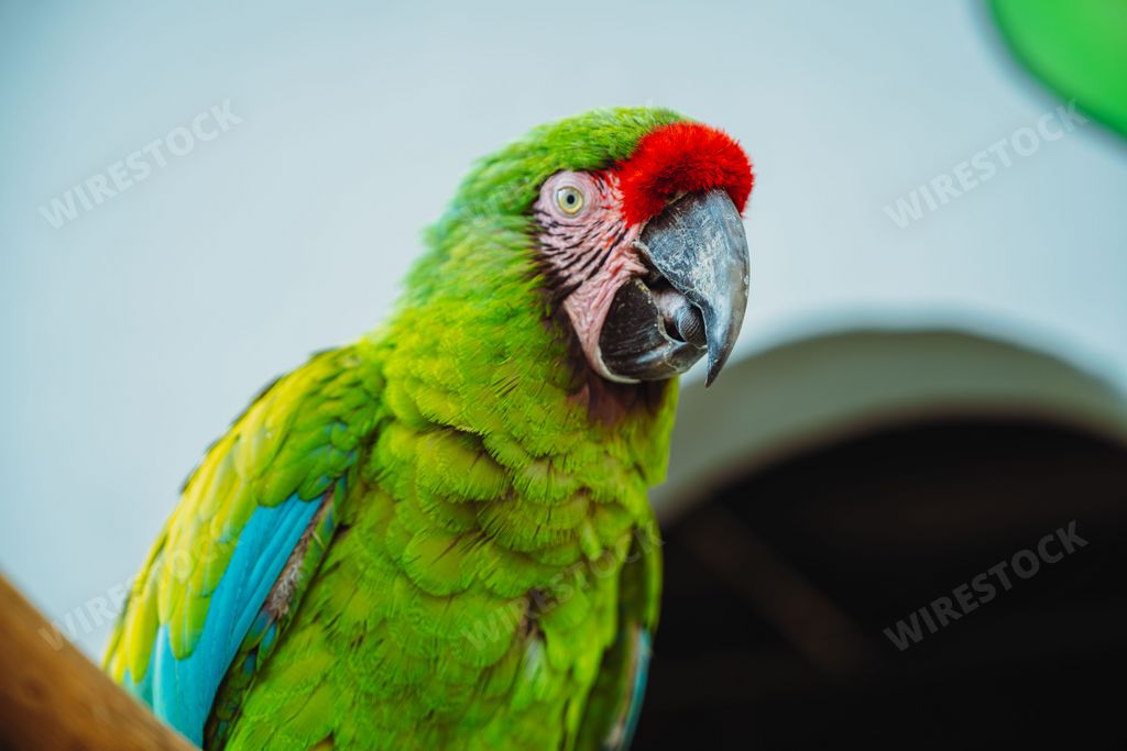 Macaws are a group of New World parrots that are long-tailed and often colorful. They are popular in aviculture or as companion parrots.