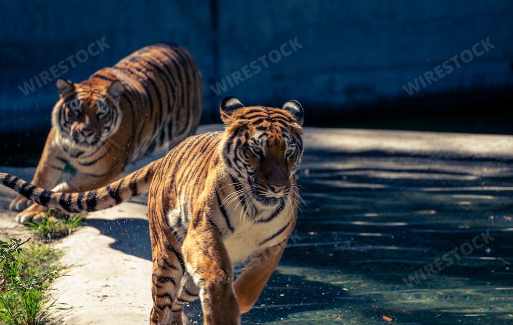 Three Royal Bengal tigers at the Guadalajara zoo acted very energetic, curious and playful. All of them offered many good shots over a period of 1hour