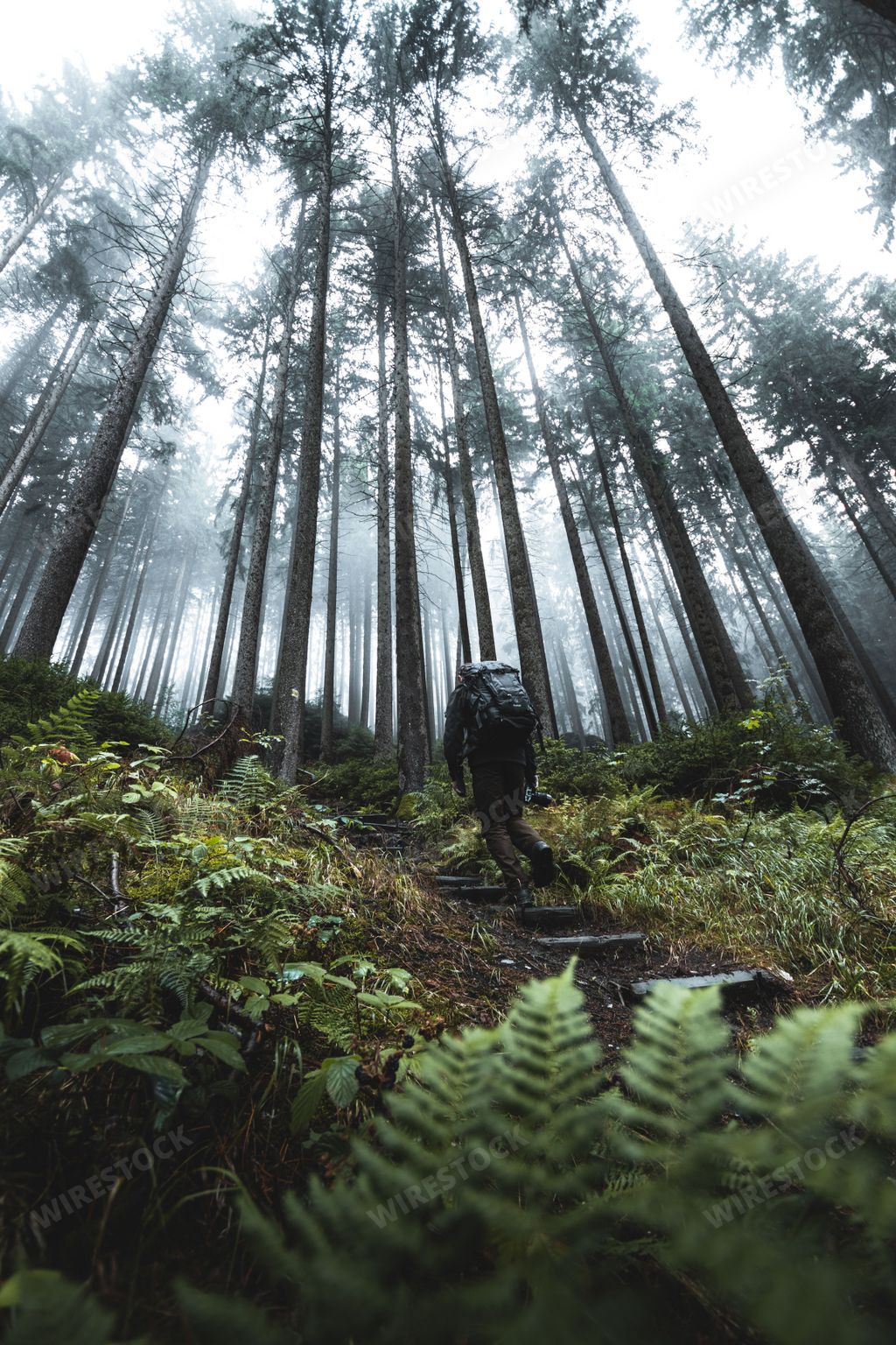 A person climbing the mountain forest full of green vegetation covered by fog