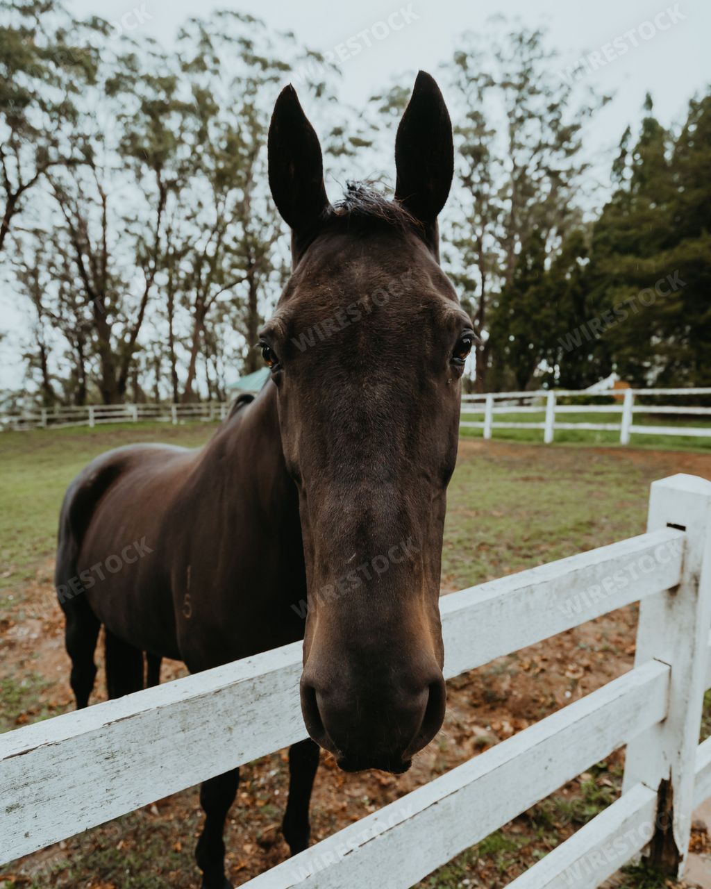 A brown horse standing next to a white fence in a field