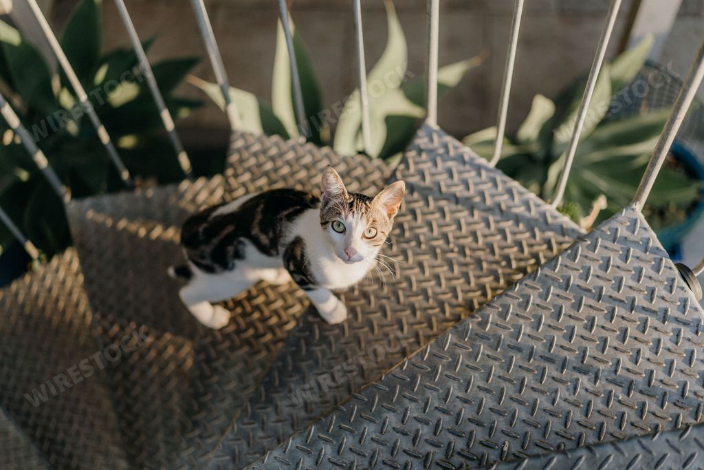 A closeup shot of a Tabby cat walking on the stairs
