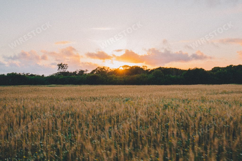 A beautiful wheat field with the sun setting behind the green trees in the background