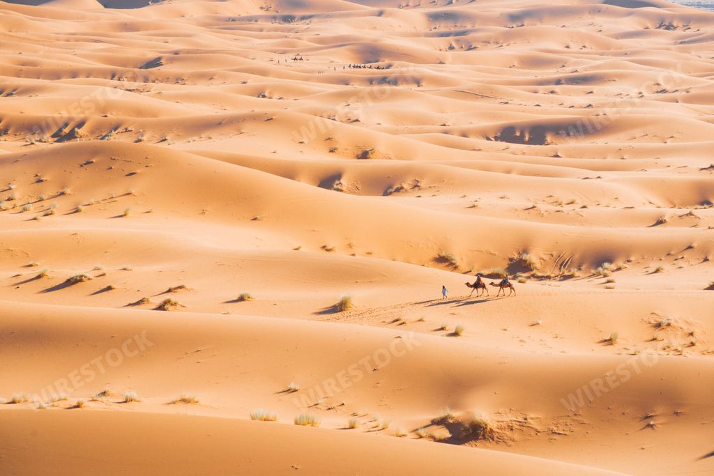 Two camels in the middle of a beautiful dessert in Morocco