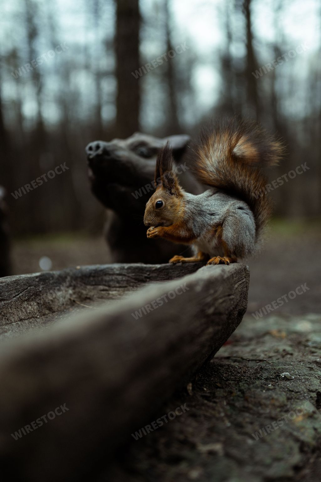 A closeup of a tree squirrel eating from its paws against the blurred dog statue background