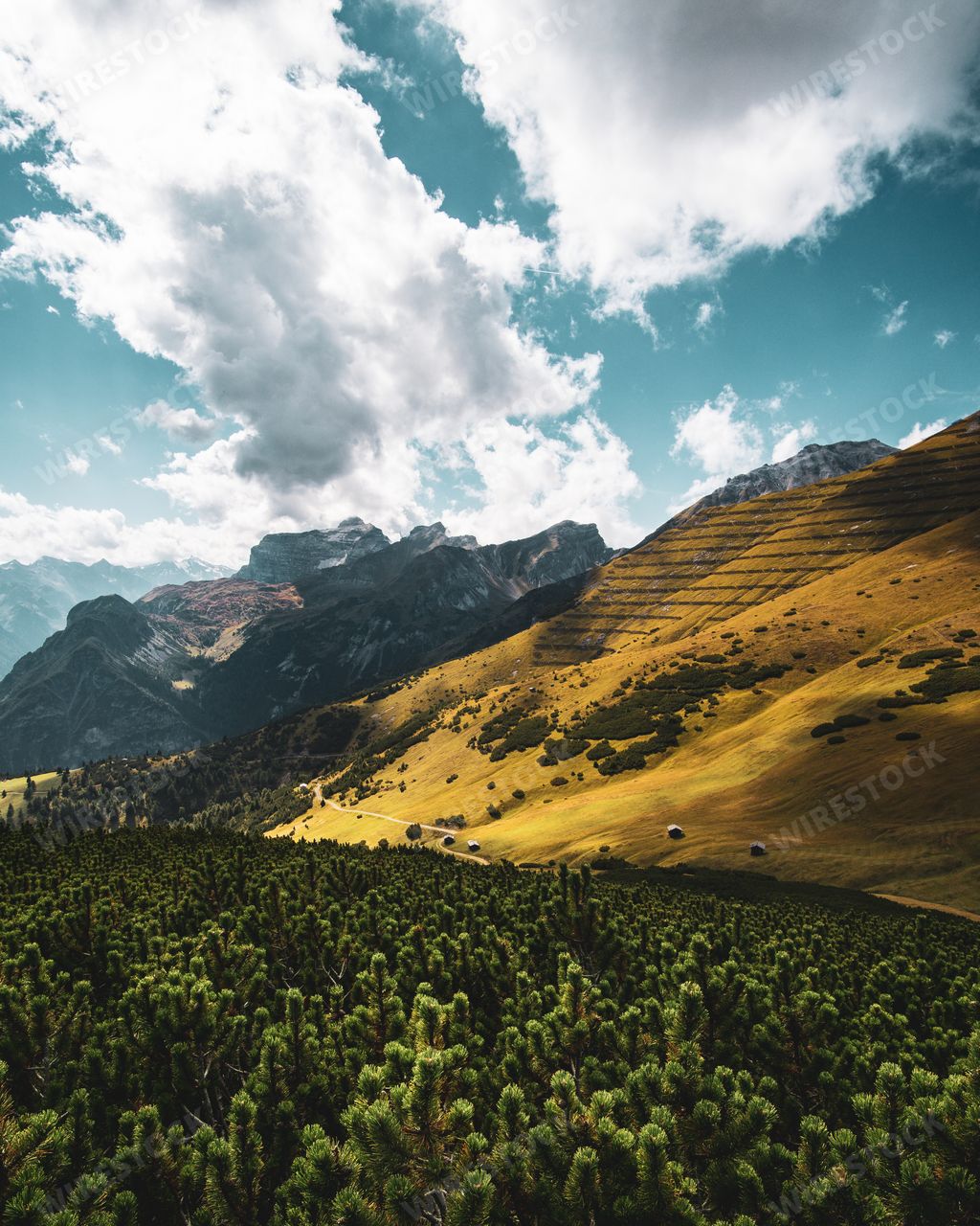 A beautiful vertical shot of a yellow hillside  and cloudy sky