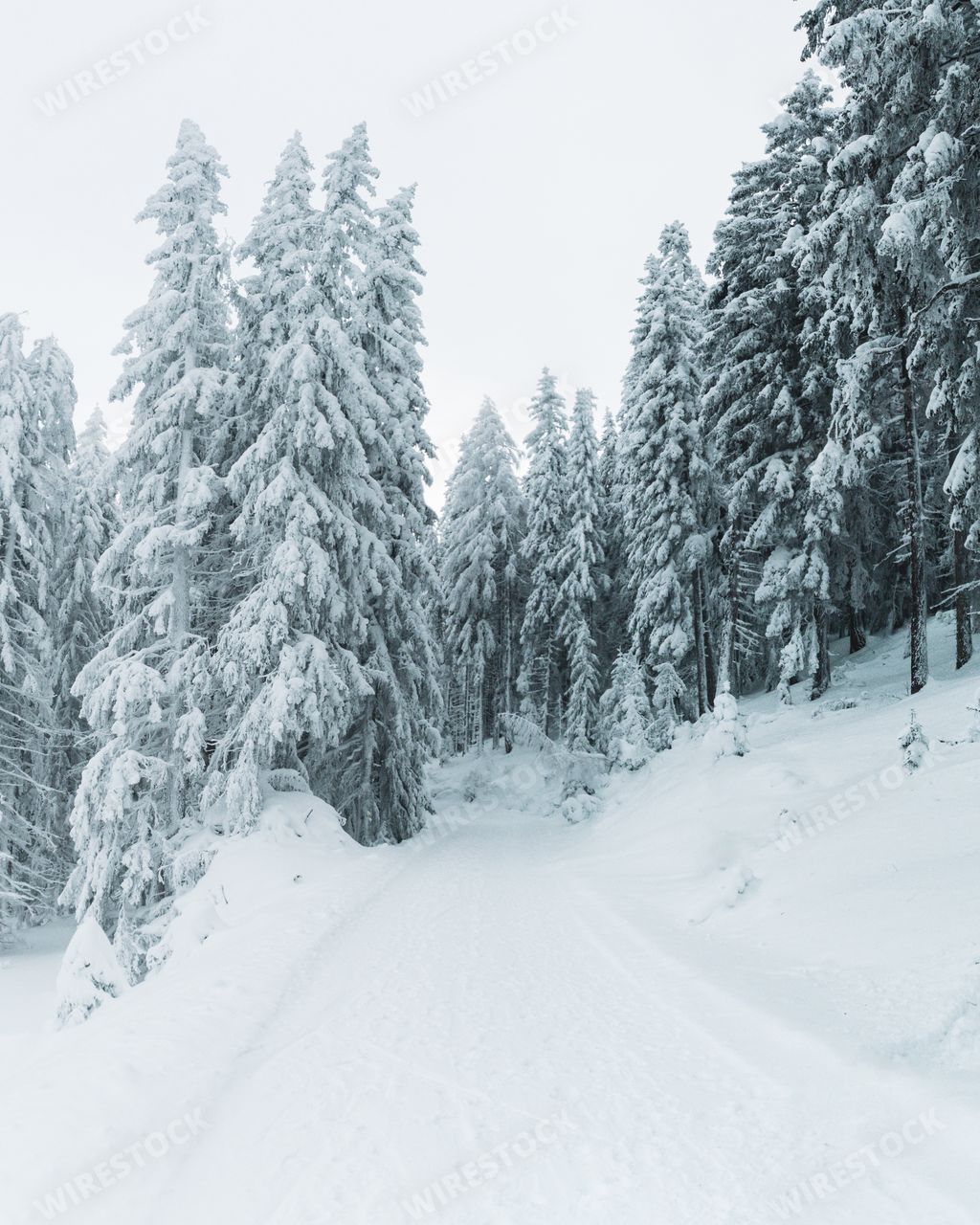 A vertical shot of the snow covered pine trees on a hill completely covered with snow